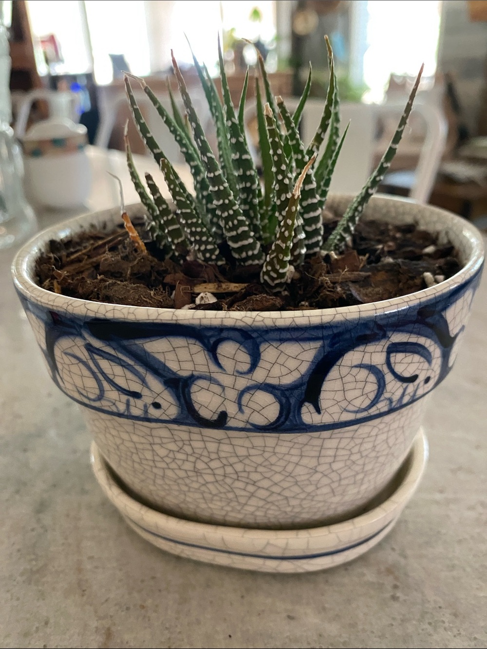 Vintage Dedham Rabbit Crackle Oval Flower Pot with Saucer & Real Zebra Plant